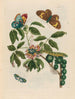 Coronille américaine arborescens - Maria Sibylla Merian — Ansicht des Kunstwerks