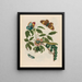 Coronille américaine arborescens - Maria Sibylla Merian — gerahmtes Bild an der Wand