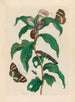 Kosten auf Arabisch - Maria Sibylla Merian — Ansicht des Kunstwerks