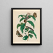 Kosten auf Arabisch - Maria Sibylla Merian — gerahmtes Bild an der Wand