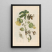 Cotonier - Maria Sibylla Merian — gerahmtes Bild an der Wand