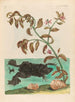 Cresson - Maria Sibylla Merian — Ansicht des Kunstwerks