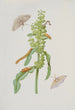 Geduld mit Knitterfalten und Metamorphosen des kleinen Hibernie und des Glückspilzes - Maria Sibylla Merian — Ansicht des Kunstwerks