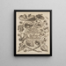 Die wundersame Verwandlung der Raupen und das seltsame Blumenfutter Pl. 001 - Maria Sibylla Merian — gerahmtes Bild an der Wand