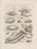 Die wundersame Verwandlung der Raupen und das seltsame Blumenfutter Pl. 002 - Maria Sibylla Merian — Ansicht des Kunstwerks