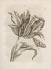 Die wundersame Verwandlung der Raupen und das seltsame Blumenfutter Pl. 003 - Maria Sibylla Merian — Ansicht des Kunstwerks