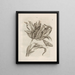 Die wundersame Verwandlung der Raupen und das seltsame Blumenfutter Pl. 003 - Maria Sibylla Merian — gerahmtes Bild an der Wand