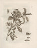 Die wundersame Verwandlung der Raupen und das seltsame Blumenfutter Pl. 008 - Maria Sibylla Merian — Ansicht des Kunstwerks