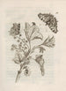 Das wundersame Wandel der Raupen und ihre seltsame blumige Nahrung Pl015 - Maria Sibylla Merian — Ansicht des Kunstwerks
