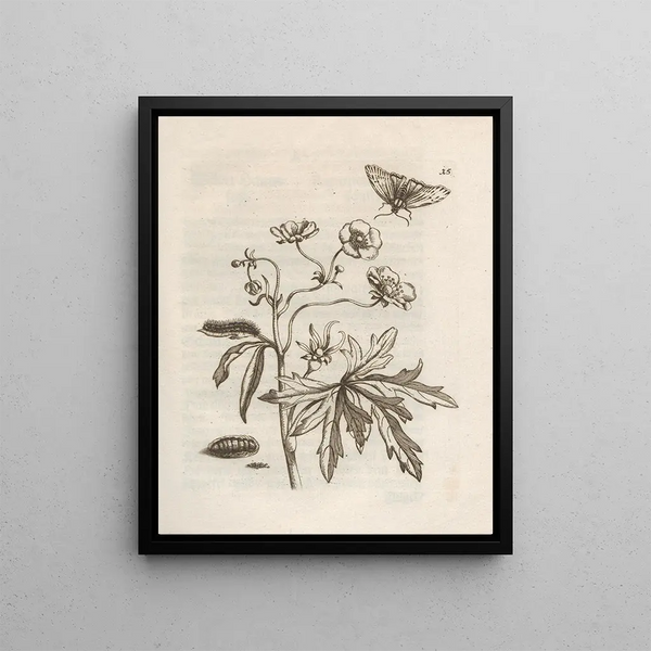 Maria Sibylla Merian - Der Raupen wunderbare Verwandelung und sonderbare BlumenNahrung Pl016.webp