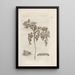 Das wundersame Wandeln der Raupen und ihre seltsame blumige Nahrung Pl017 - Maria Sibylla Merian — gerahmtes Bild an der Wand