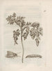 Das wundersame Wandeln der Raupen und ihre seltsame blumige Nahrung Pl017 - Maria Sibylla Merian — Ansicht des Kunstwerks