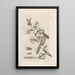 Das wundersame Wandeln der Raupen und ihre seltsame blumige Nahrung Pl021 - Maria Sibylla Merian — gerahmtes Bild an der Wand