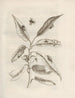 Pappelblattkäfer auf Weide, Tafel 27 von Maria Sibylla Merian — Eier, Larven, Puppe und Käfer auf Blättern