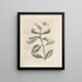 Die wundersame Verwandlung der Raupen und die seltsame Nahrung der Blumen Pl031 - Maria Sibylla Merian — gerahmtes Bild an der Wand