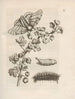 Die wundersame Verwandlung der Raupen und die seltsame Nahrung der Blumen Pl032 - Maria Sibylla Merian — Ansicht des Kunstwerks