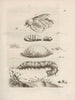 Die wundersame Verwandlung der Raupen und die seltsame Nahrung der Blumen Pl033 - Maria Sibylla Merian — Ansicht des Kunstwerks