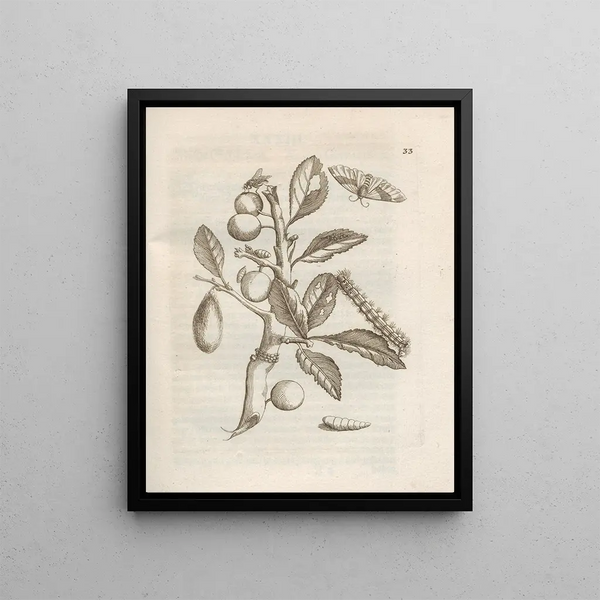 Maria Sibylla Merian - Der Raupen wunderbare Verwandelung und sonderbare BlumenNahrung Pl034.webp