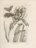 Die wundersame Verwandlung der Raupen und die seltsame Nahrung der Blumen Pl036 - Maria Sibylla Merian — Ansicht des Kunstwerks