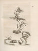 Die wundersame Verwandlung der Raupen und das seltsame Blumenfutter Pl040 - Maria Sibylla Merian — Ansicht des Kunstwerks