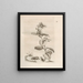 Die wundersame Verwandlung der Raupen und das seltsame Blumenfutter Pl040 - Maria Sibylla Merian — gerahmtes Bild an der Wand