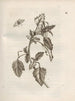 Die wundersame Verwandlung der Raupen und die seltsame Nahrung der Blumen Pl042 - Maria Sibylla Merian — Ansicht des Kunstwerks