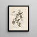 Die wundersame Verwandlung der Raupen und die seltsame Nahrung der Blumen Pl042 - Maria Sibylla Merian — gerahmtes Bild an der Wand