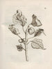 Die wundersame Verwandlung der Raupen und die seltsame Nahrung der Blumen Pl043 - Maria Sibylla Merian — Ansicht des Kunstwerks