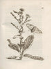 Die wundersame Verwandlung der Raupen und die seltsame Nahrung der Blumen Pl044 - Maria Sibylla Merian — Ansicht des Kunstwerks