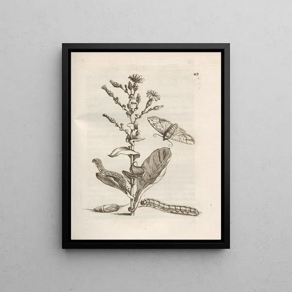 Maria Sibylla Merian - Der Raupen wunderbare Verwandelung und sonderbare BlumenNahrung Pl044.webp
