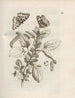 Die wundersame Verwandlung der Raupen und die seltsame Nahrung der Blumen Pl045 - Maria Sibylla Merian — Ansicht des Kunstwerks