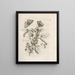 Die wundersame Verwandlung der Raupen und die seltsame Nahrung der Blumen Pl045 - Maria Sibylla Merian — gerahmtes Bild an der Wand