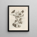 Die wundersame Verwandlung der Raupen und die seltsame Nahrung der Blumen Pl049 - Maria Sibylla Merian — gerahmtes Bild an der Wand