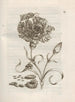 Die wundersame Verwandlung der Raupen und das seltsame Blumenfutter Pl050 - Maria Sibylla Merian — Ansicht des Kunstwerks