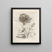 Die wundersame Verwandlung der Raupen und das seltsame Blumenfutter Pl050 - Maria Sibylla Merian — gerahmtes Bild an der Wand