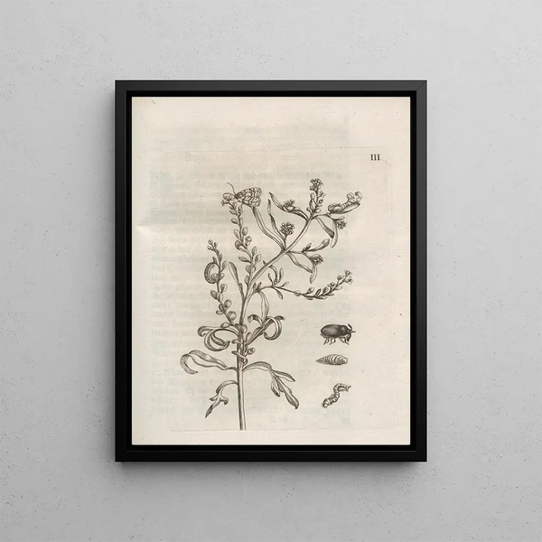 Maria Sibylla Merian - Der Raupen wunderbare Verwandelung und sonderbare BlumenNahrung Pl054.webp