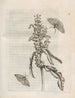 Die wundersame Verwandlung der Raupen und die seltsame Nahrung der Blumen Pl056 - Maria Sibylla Merian — Ansicht des Kunstwerks
