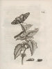Das wundersame Verwandlung der Raupen und die seltsame Nahrung der Blumen Pl059 - Maria Sibylla Merian — Ansicht des Kunstwerks