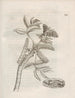 Die wundersame Verwandlung der Raupen und die seltsame Nahrung der Blumen Pl060 - Maria Sibylla Merian — Ansicht des Kunstwerks