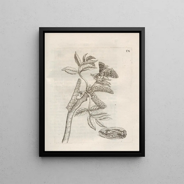 Maria Sibylla Merian - Der Raupen wunderbare Verwandelung und sonderbare BlumenNahrung Pl060.webp