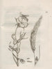 Die wundersame Verwandlung der Raupen und die seltsame Nahrung der Blumen Pl062 - Maria Sibylla Merian — Ansicht des Kunstwerks