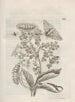 Die wundersame Verwandlung der Raupen und die seltsame Nahrung der Blumen Pl063 - Maria Sibylla Merian — Ansicht des Kunstwerks