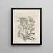 Die wundersame Verwandlung der Raupen und die seltsame Nahrung der Blumen Pl063 - Maria Sibylla Merian — gerahmtes Bild an der Wand