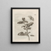 Die wundersame Verwandlung der Raupen und die seltsame Nahrung der Blumen Pl064 - Maria Sibylla Merian — gerahmtes Bild an der Wand
