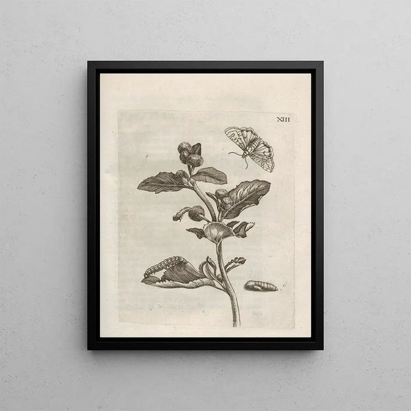 Maria Sibylla Merian - Der Raupen wunderbare Verwandelung und sonderbare BlumenNahrung Pl064.webp