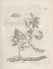 Das wundersame Verwandlung der Raupen und die seltsame Nahrung der Blumen Pl065 - Maria Sibylla Merian — Ansicht des Kunstwerks