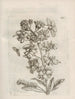 Die wundersame Verwandlung der Raupen und die seltsame Nahrung der Blumen Pl066 - Maria Sibylla Merian — Ansicht des Kunstwerks