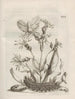 Die wundersame Verwandlung der Raupen und die seltsame Nahrung der Blumen Pl067 - Maria Sibylla Merian — Ansicht des Kunstwerks