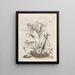 Die wundersame Verwandlung der Raupen und die seltsame Nahrung der Blumen Pl067 - Maria Sibylla Merian — gerahmtes Bild an der Wand