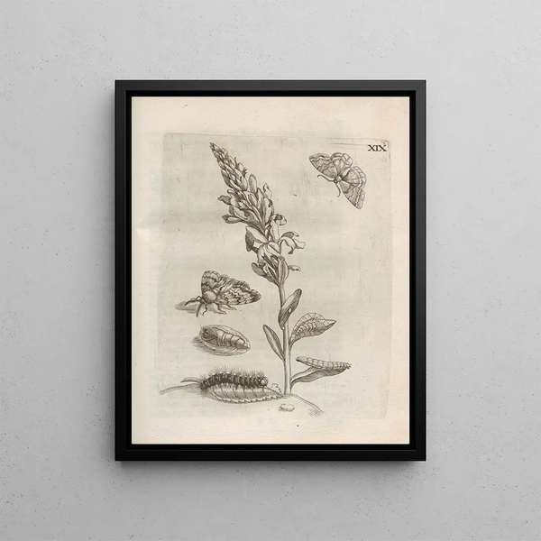 Maria Sibylla Merian - Der Raupen wunderbare Verwandelung und sonderbare BlumenNahrung Pl070.webp